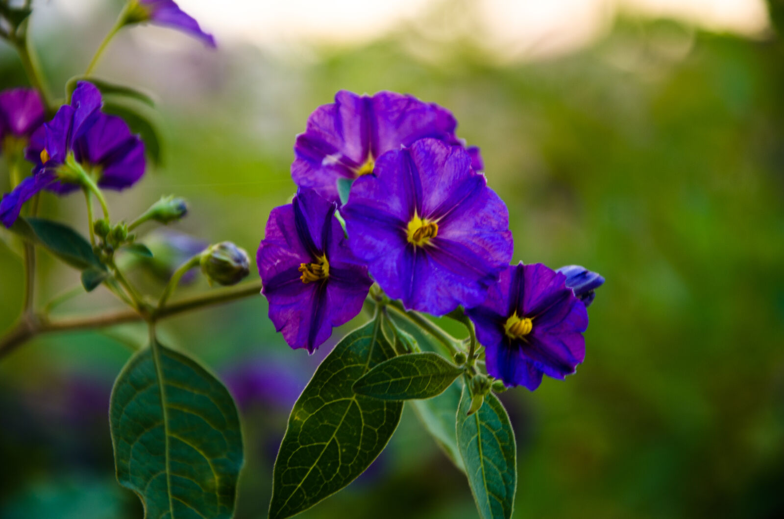 Nikon D5100 sample photo