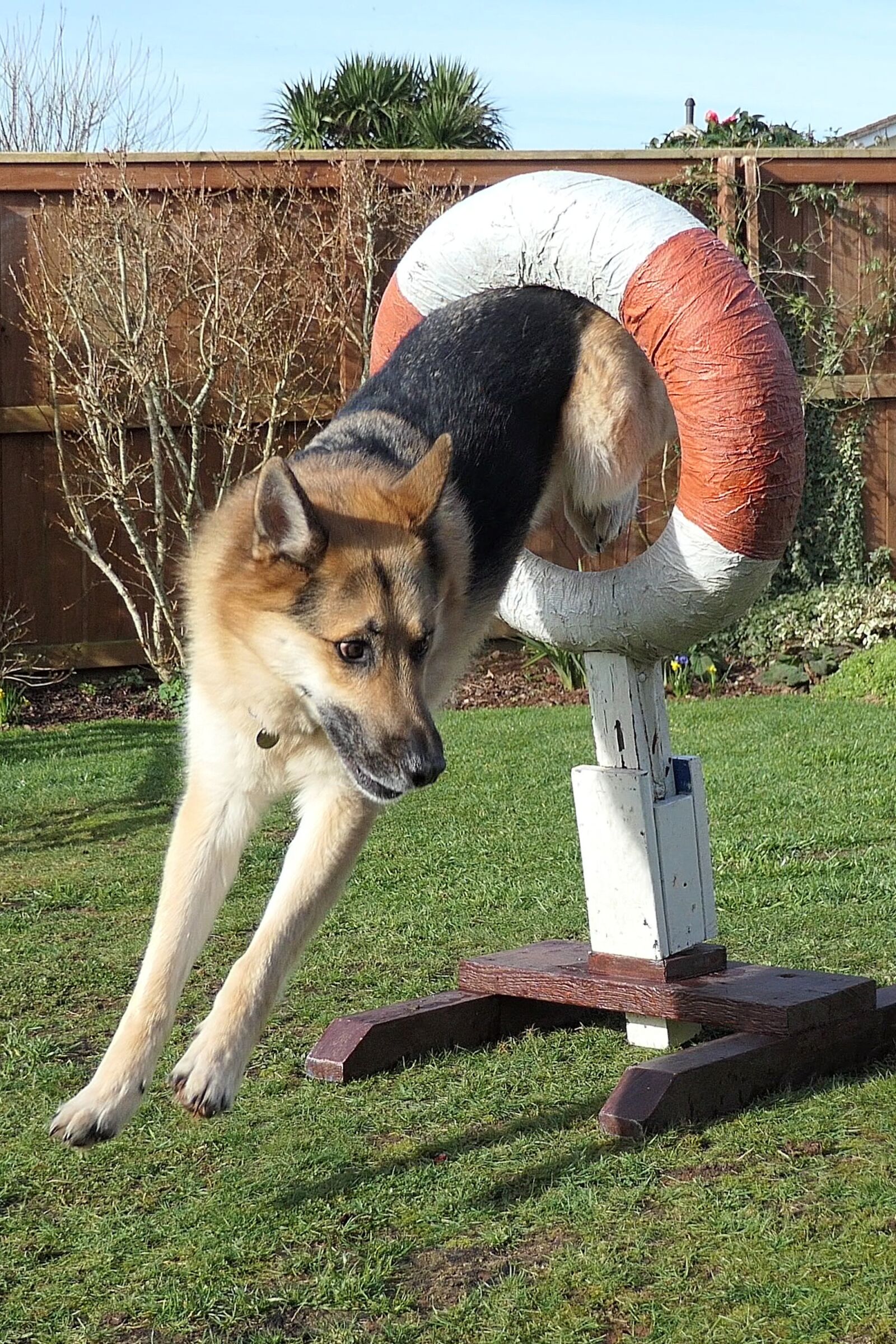 Panasonic DC-TZ200 sample photo. Dog, german shepherd dog photography