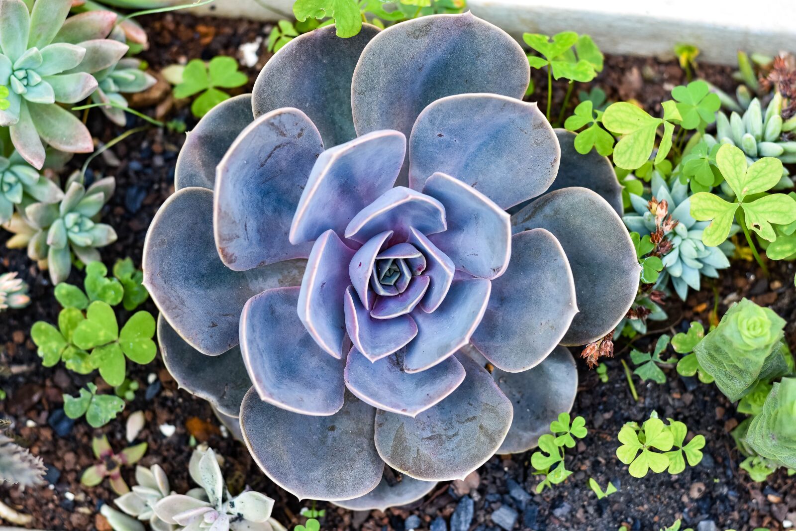 Nikon D5500 sample photo. Flower, spring, nature photography