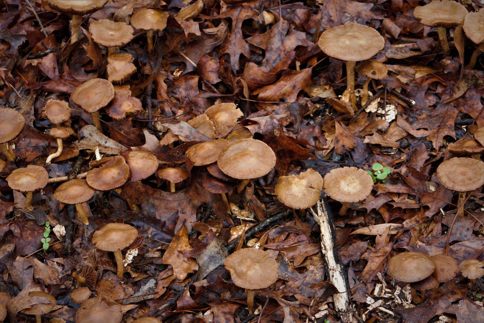 Canon EOS 550D (EOS Rebel T2i / EOS Kiss X4) sample photo. Fungus, wood, mushroom photography