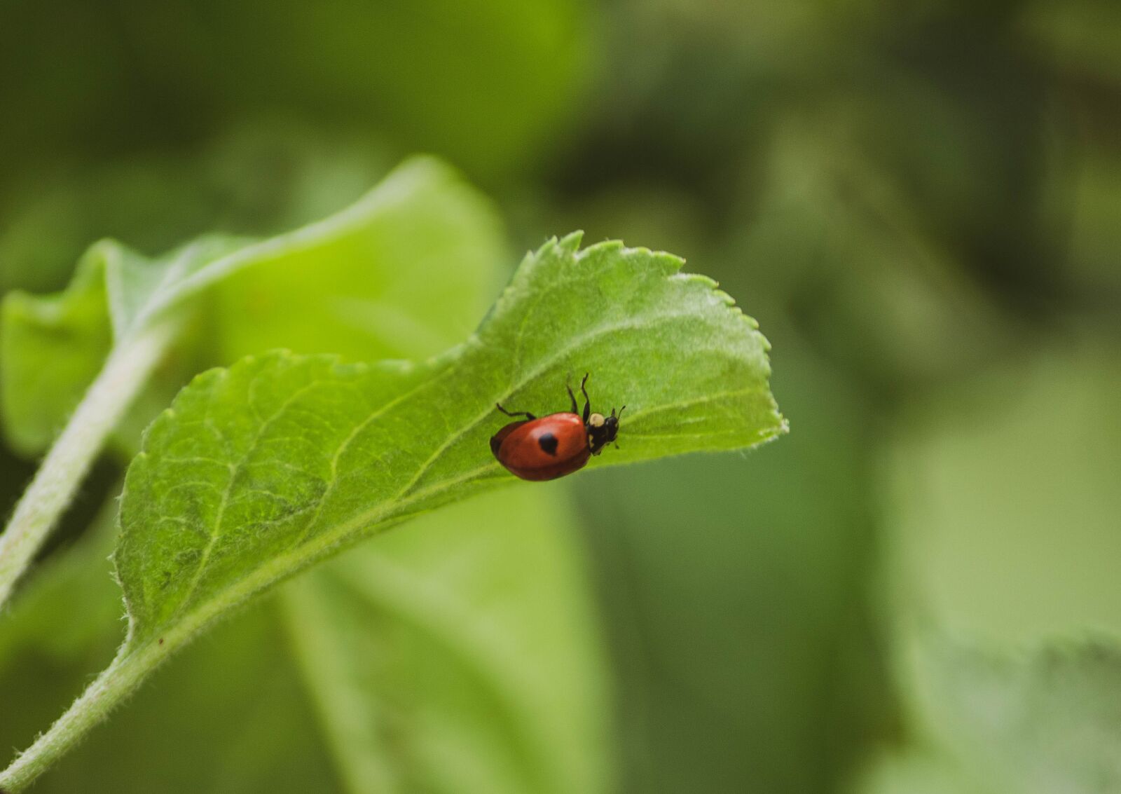 Canon EOS 1300D (EOS Rebel T6 / EOS Kiss X80) sample photo. Ladybug, leaf, nature photography