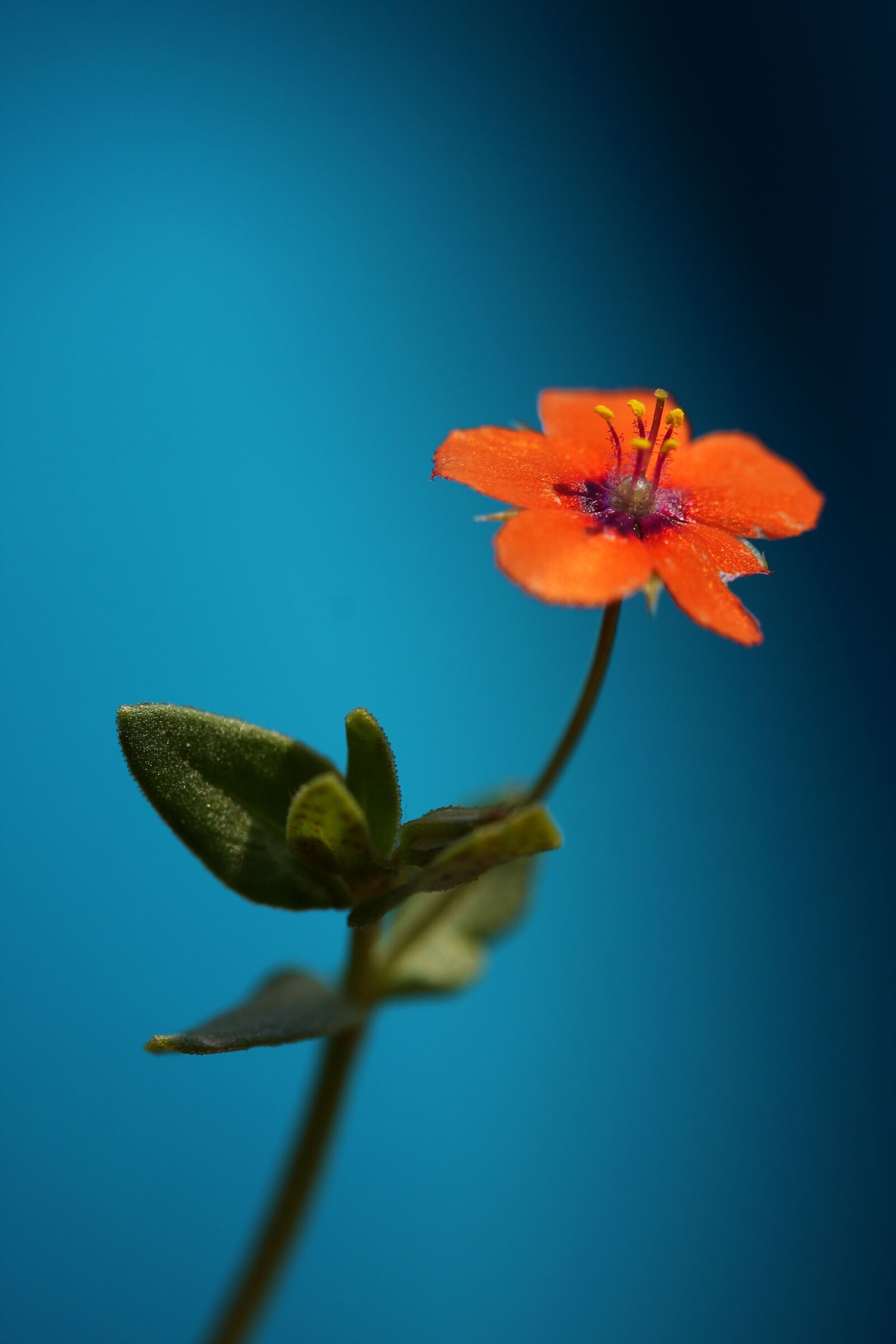 Canon EOS 40D sample photo. Flower, blue, red photography