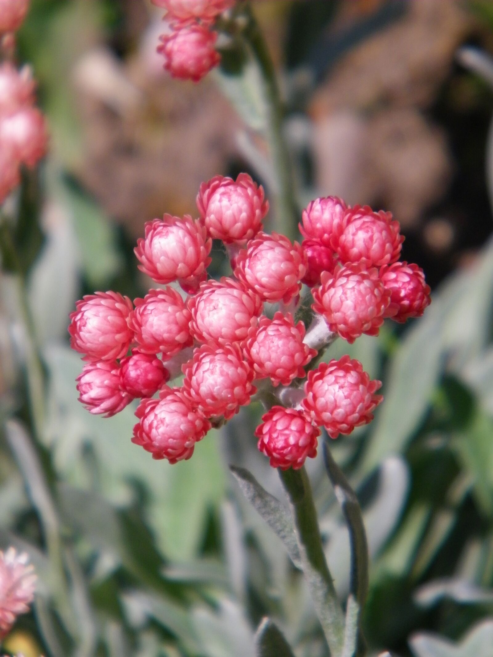 Kodak EASYSHARE Z1015 IS DIGITAL CAMERA sample photo. Helichrysum, everlasting, flower photography
