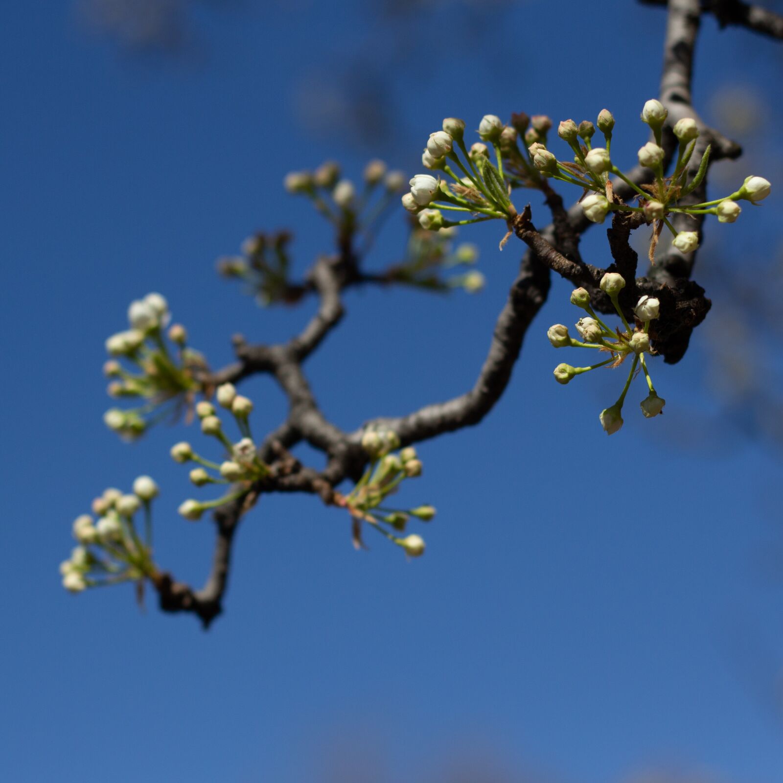 Canon EOS 60D + Canon EF 50mm F1.8 II sample photo. Pear, pear tree, flowering photography