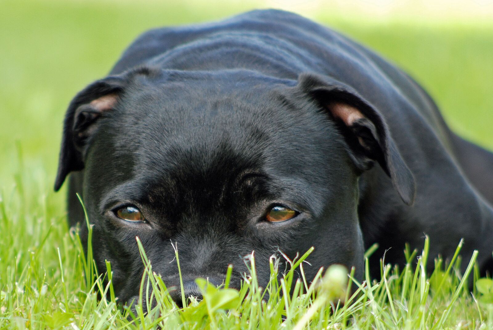 Nikon D80 sample photo. Animal, dog, staffordshire-bull-terrier photography