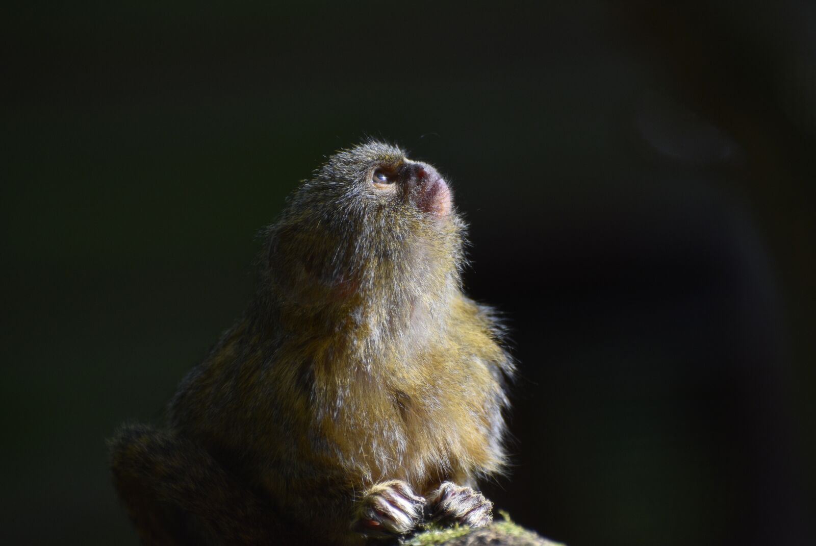 Nikon D3400 sample photo. Pygmy, marmoset, colombia photography