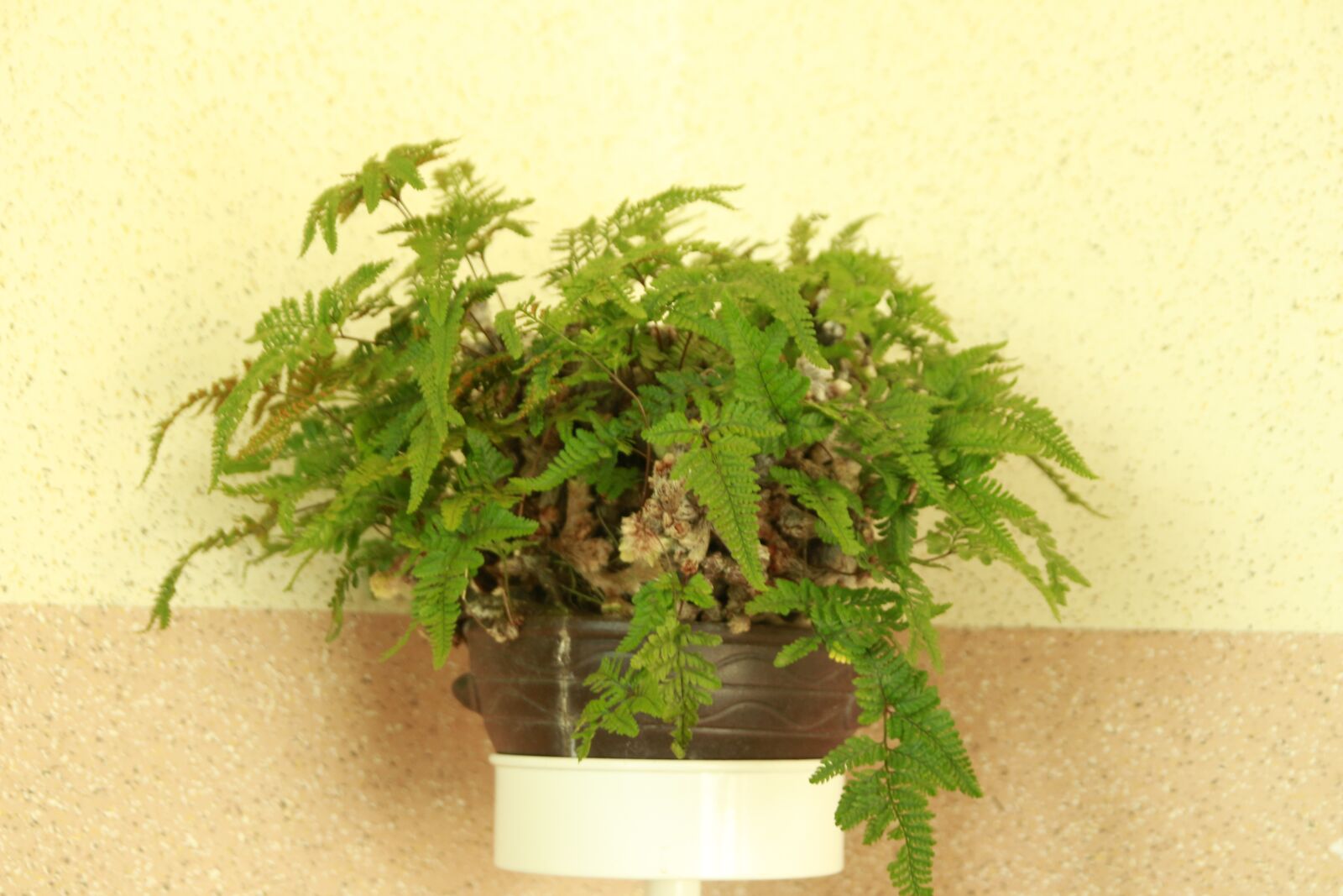 Canon EOS 700D (EOS Rebel T5i / EOS Kiss X7i) sample photo. Pool, green, leaf photography