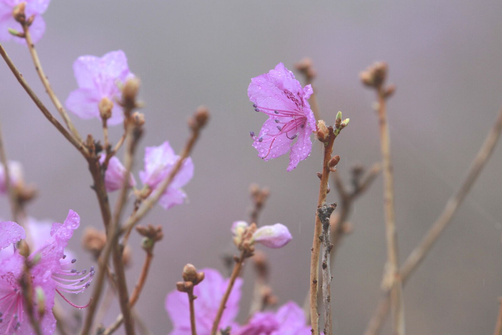 Canon EOS 7D sample photo. Flowers, nature, plants photography
