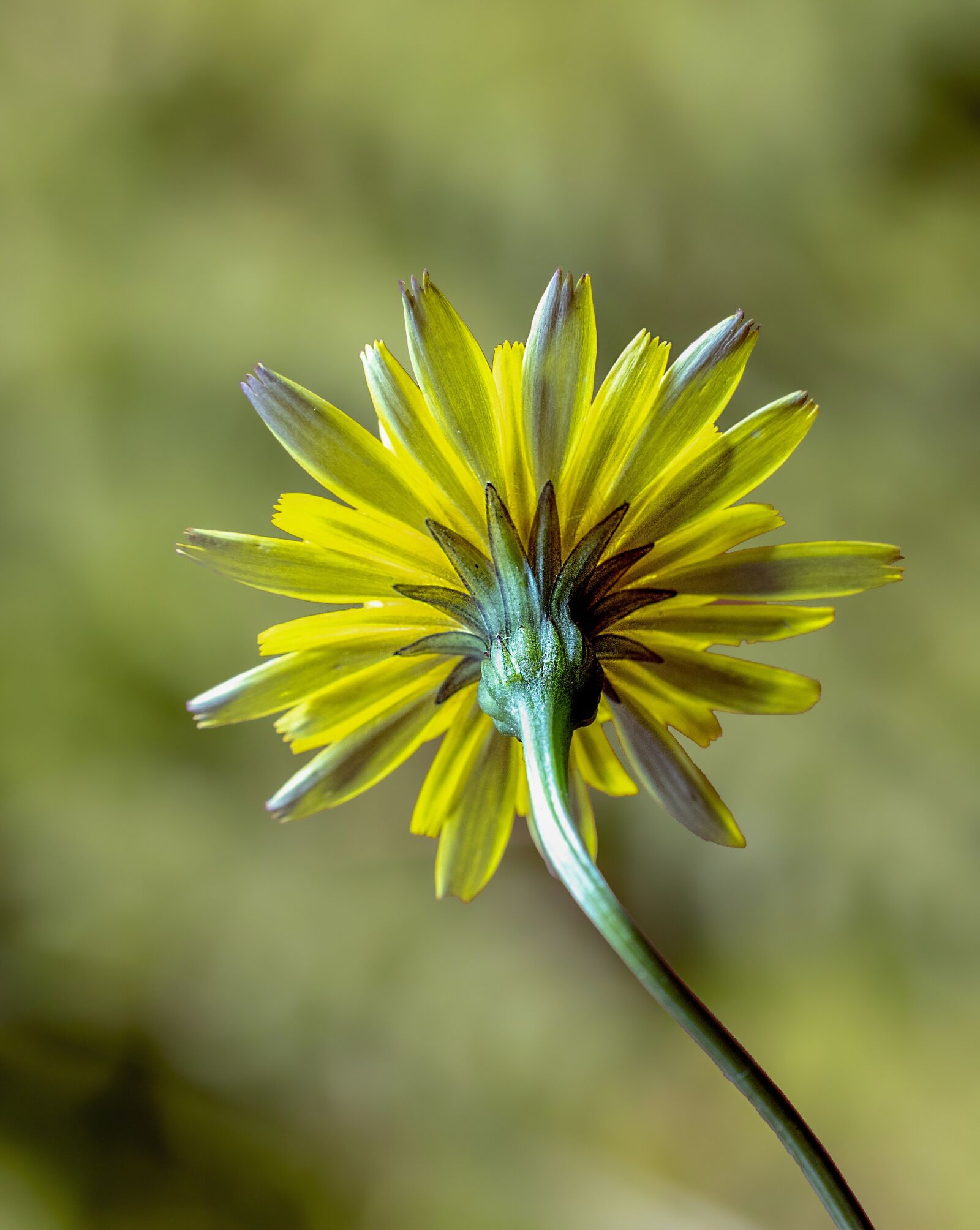 Canon EOS 800D (EOS Rebel T7i / EOS Kiss X9i) sample photo. Cat's-ear, wildflower, botany photography