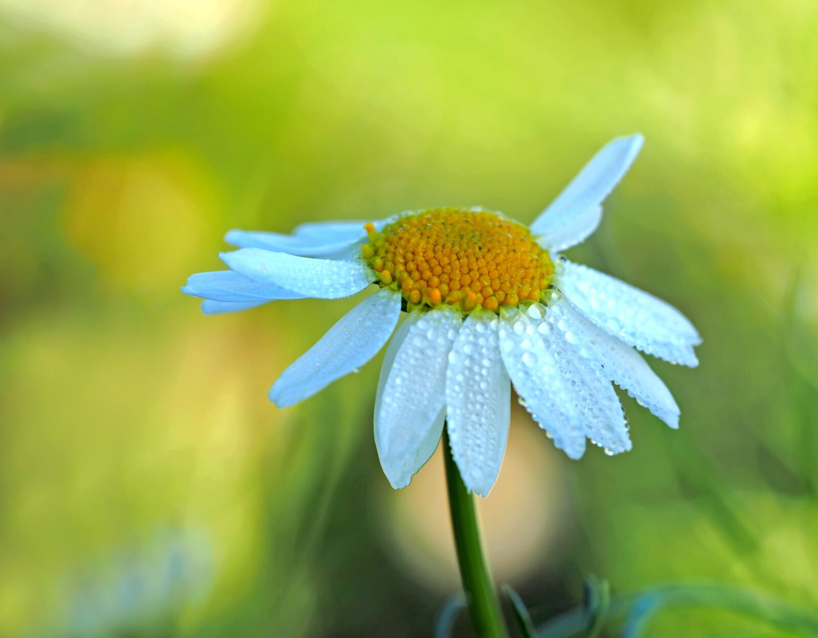 Olympus M.Zuiko Digital ED 60mm F2.8 Macro sample photo. Chamomile, morning, wild flower photography
