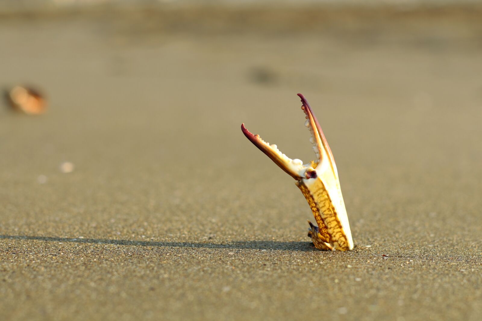 Canon EOS 650D (EOS Rebel T4i / EOS Kiss X6i) + Canon EF 50mm F1.8 II sample photo. Clamp, marine, crab photography