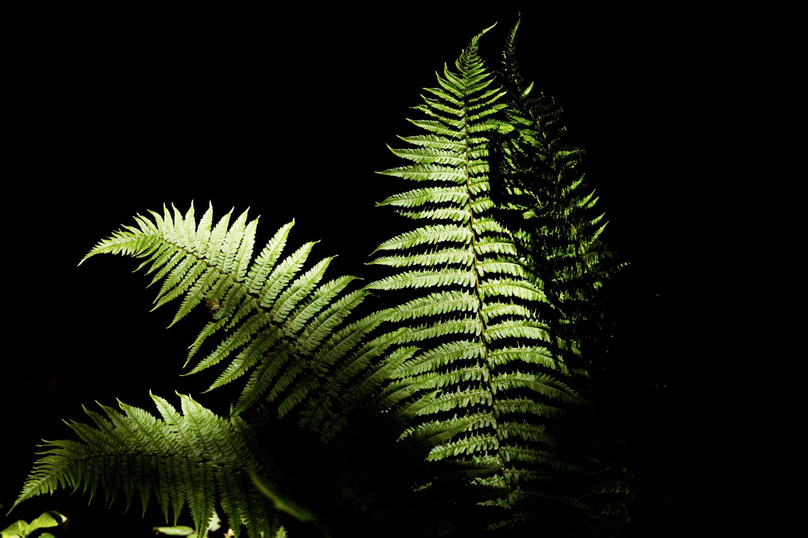 Canon EOS R sample photo. Fern, green, plant photography