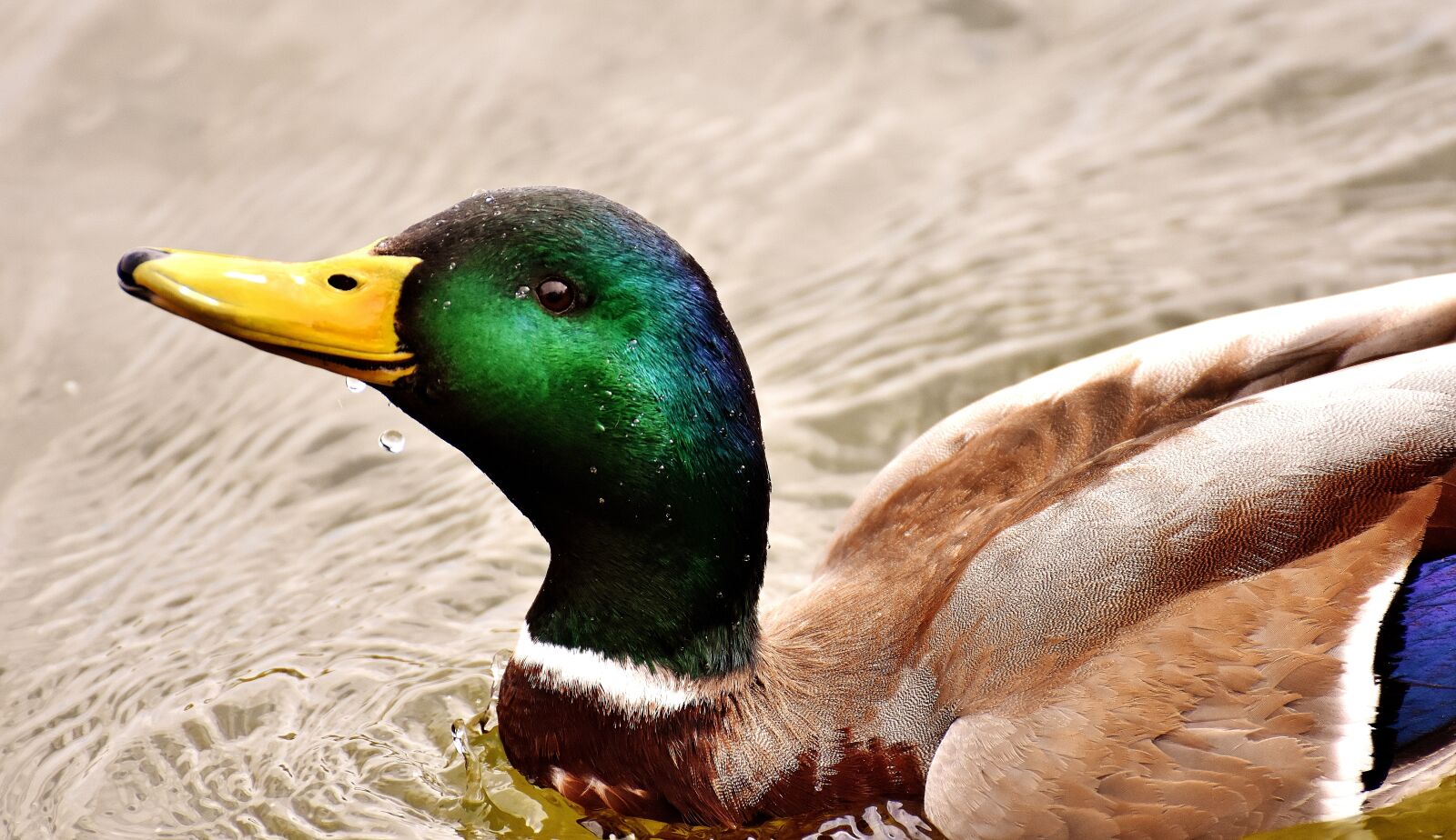 Nikon D7200 sample photo. Mallard, water bird, drake photography