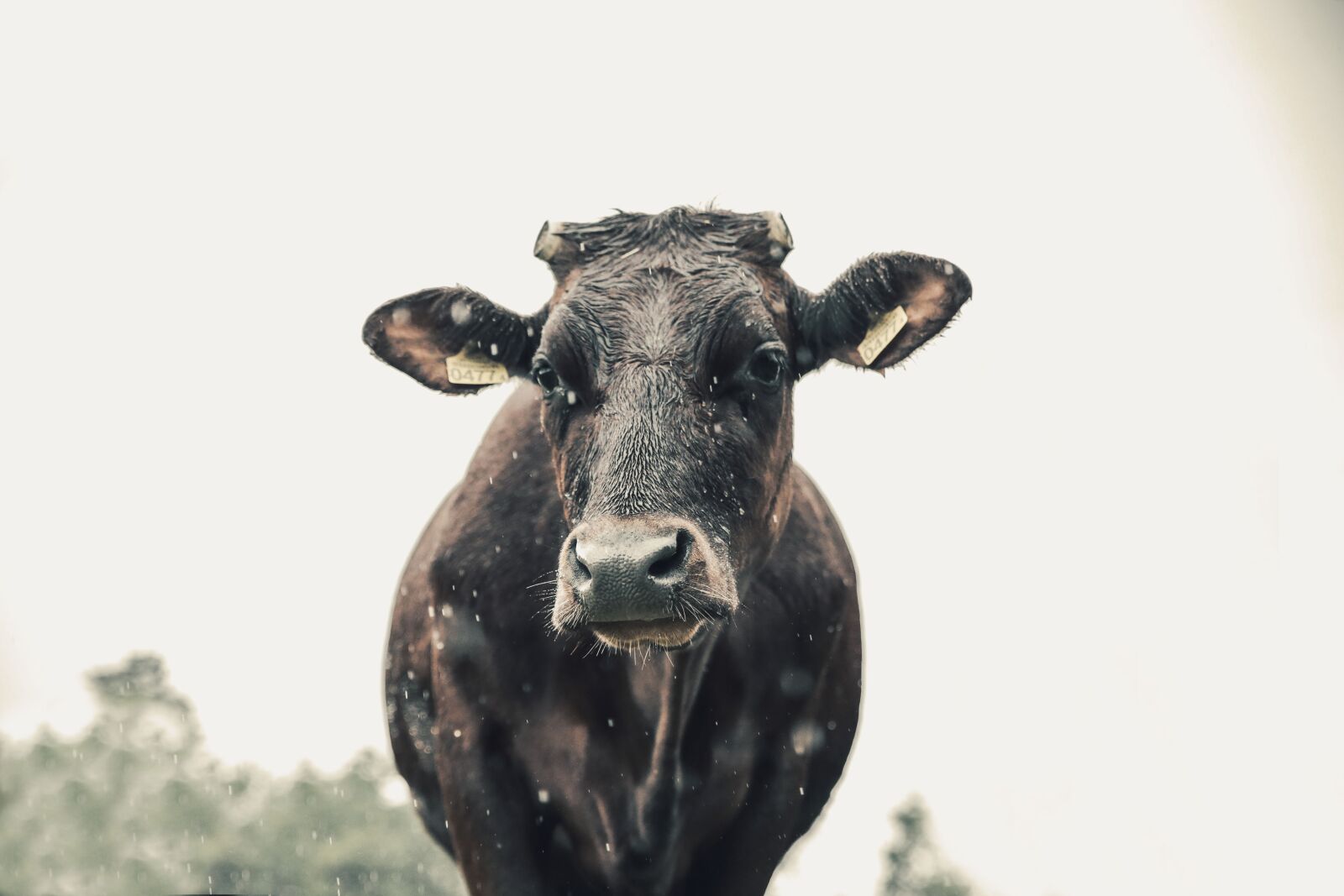 Canon EOS 6D sample photo. Cow, milk, nature photography