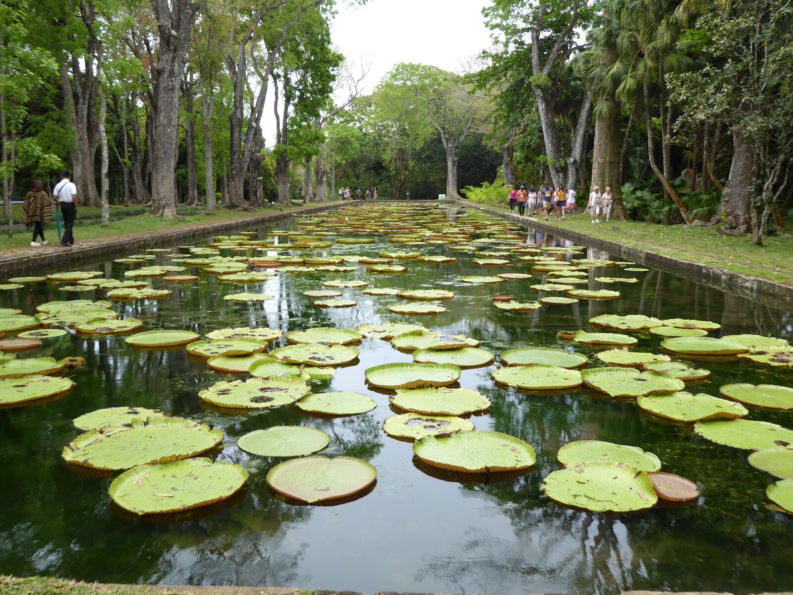 Panasonic Lumix DMC-ZS50 (Lumix DMC-TZ70) sample photo. Giant waterlilies, mauritius, pamplemousses photography