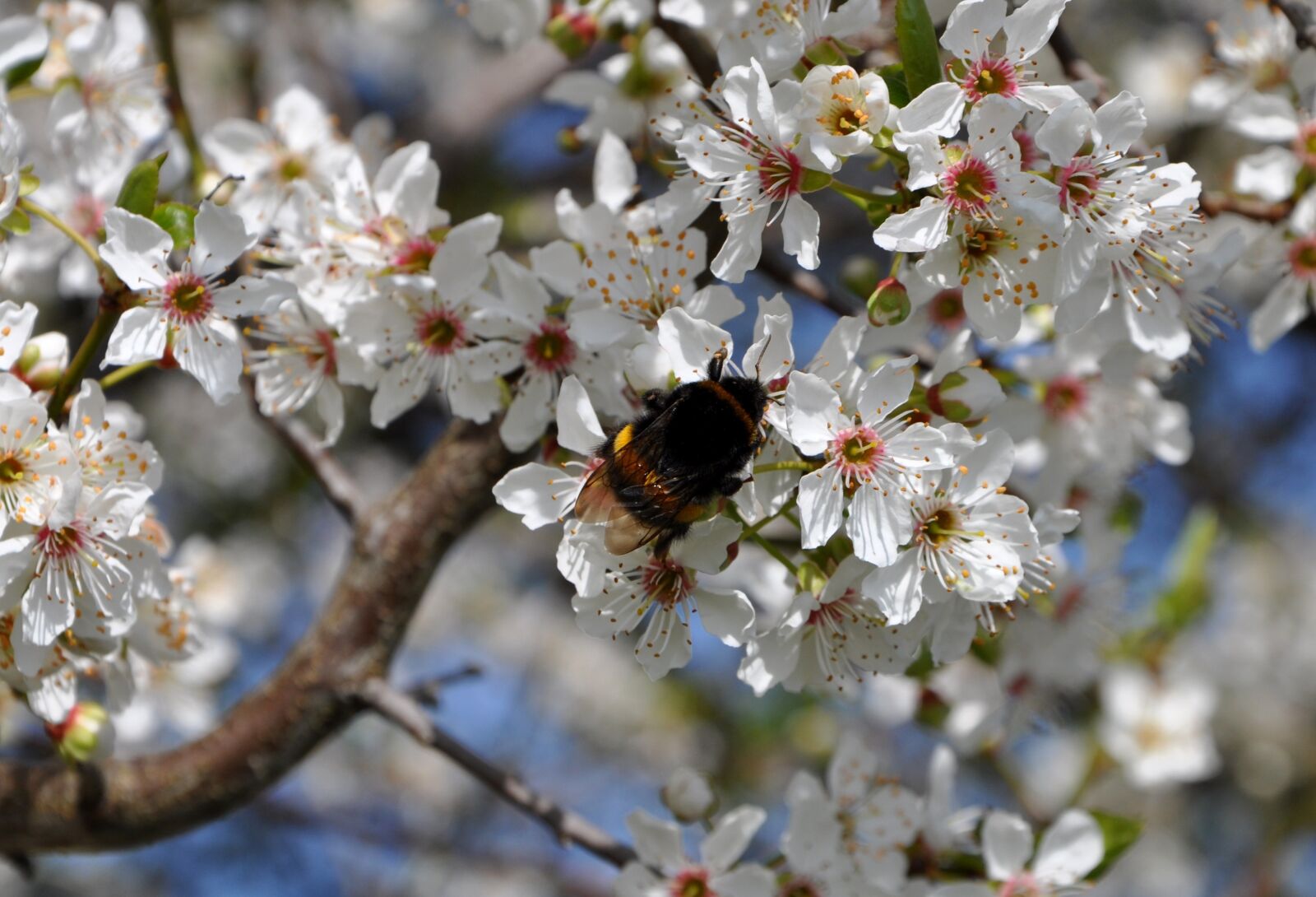 Nikon D5000 sample photo. Hawthorn, flowers, hummel photography