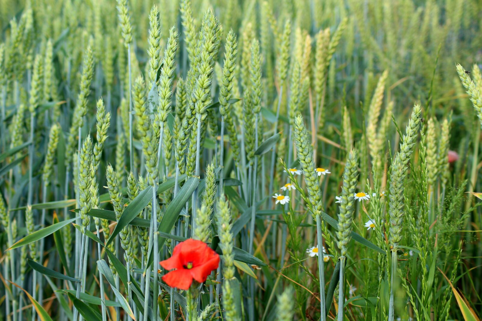 Canon EOS 1200D (EOS Rebel T5 / EOS Kiss X70 / EOS Hi) sample photo. Corn, wheat, wildflowers photography