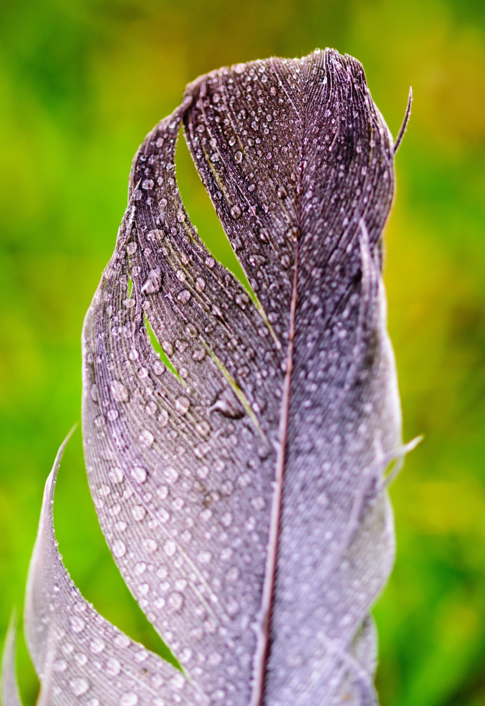 Nikon D5300 sample photo. Green, leaf, nature photography