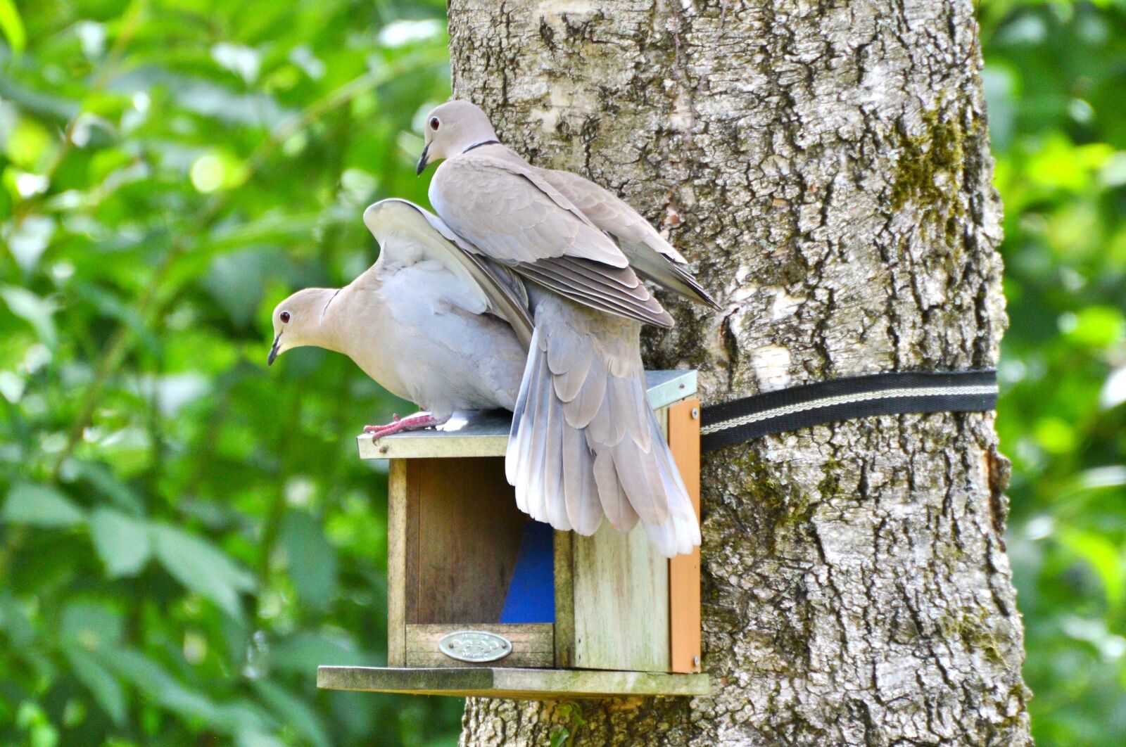 Nikon D3200 sample photo. Dove, collared, bird photography