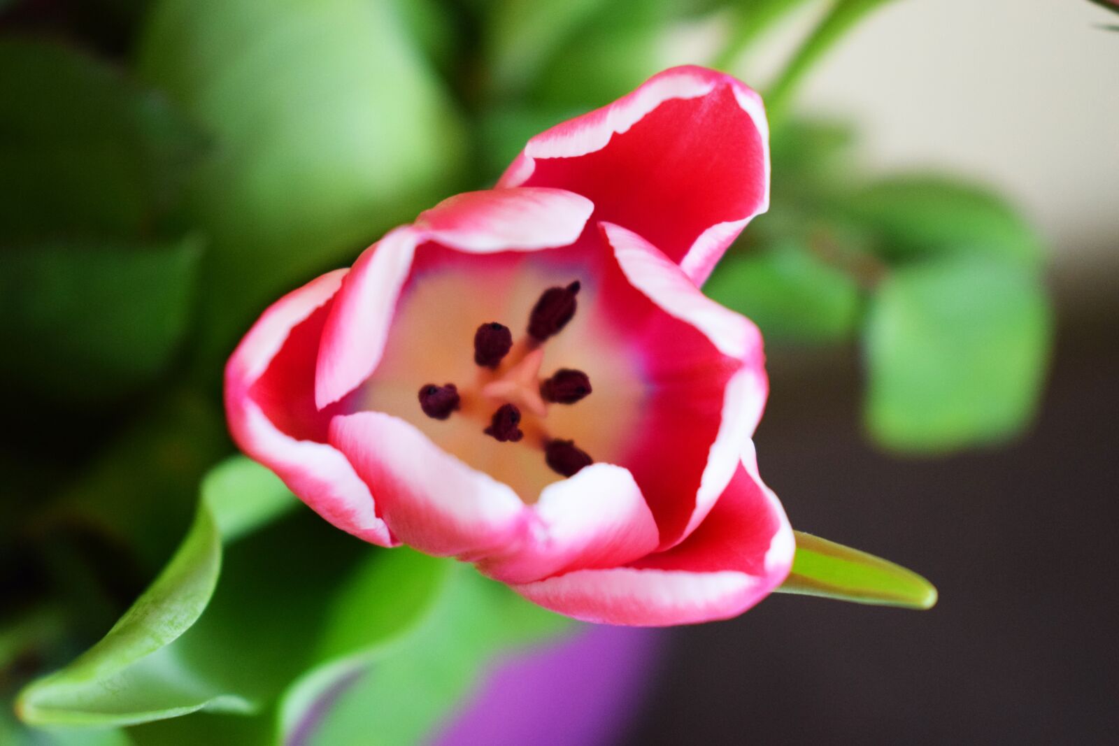 Nikon D3300 sample photo. Flowers, bouquet, rose photography