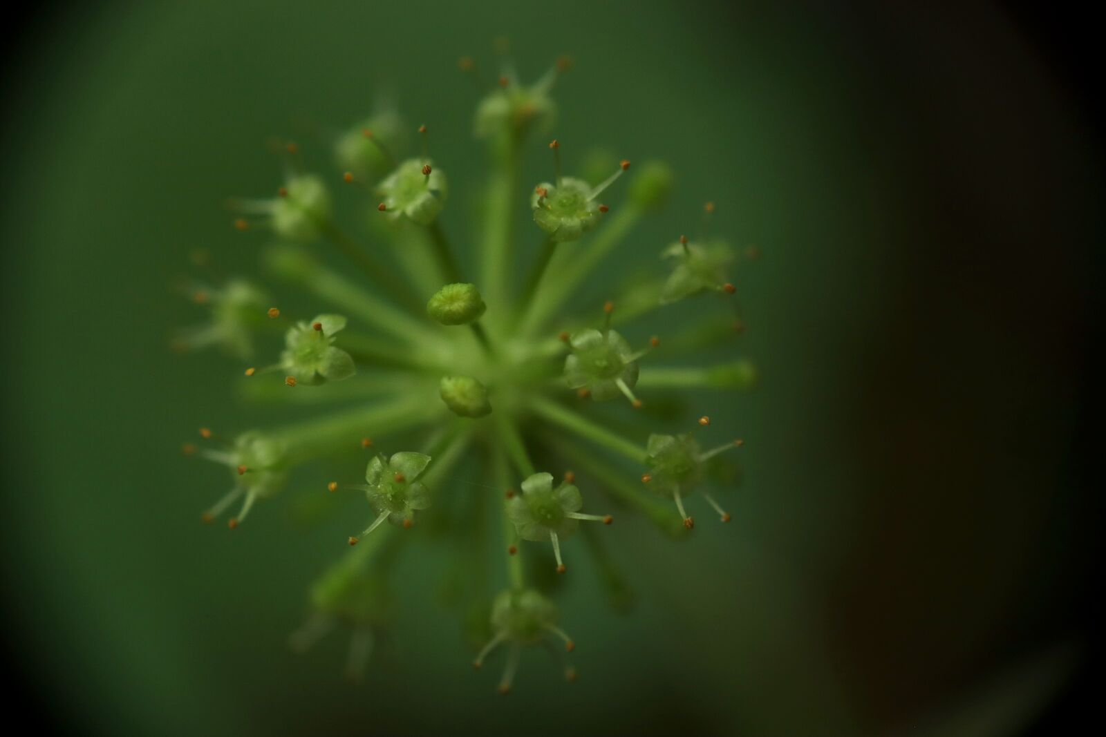 Canon EOS M50 (EOS Kiss M) sample photo. Nature, forests, moss photography