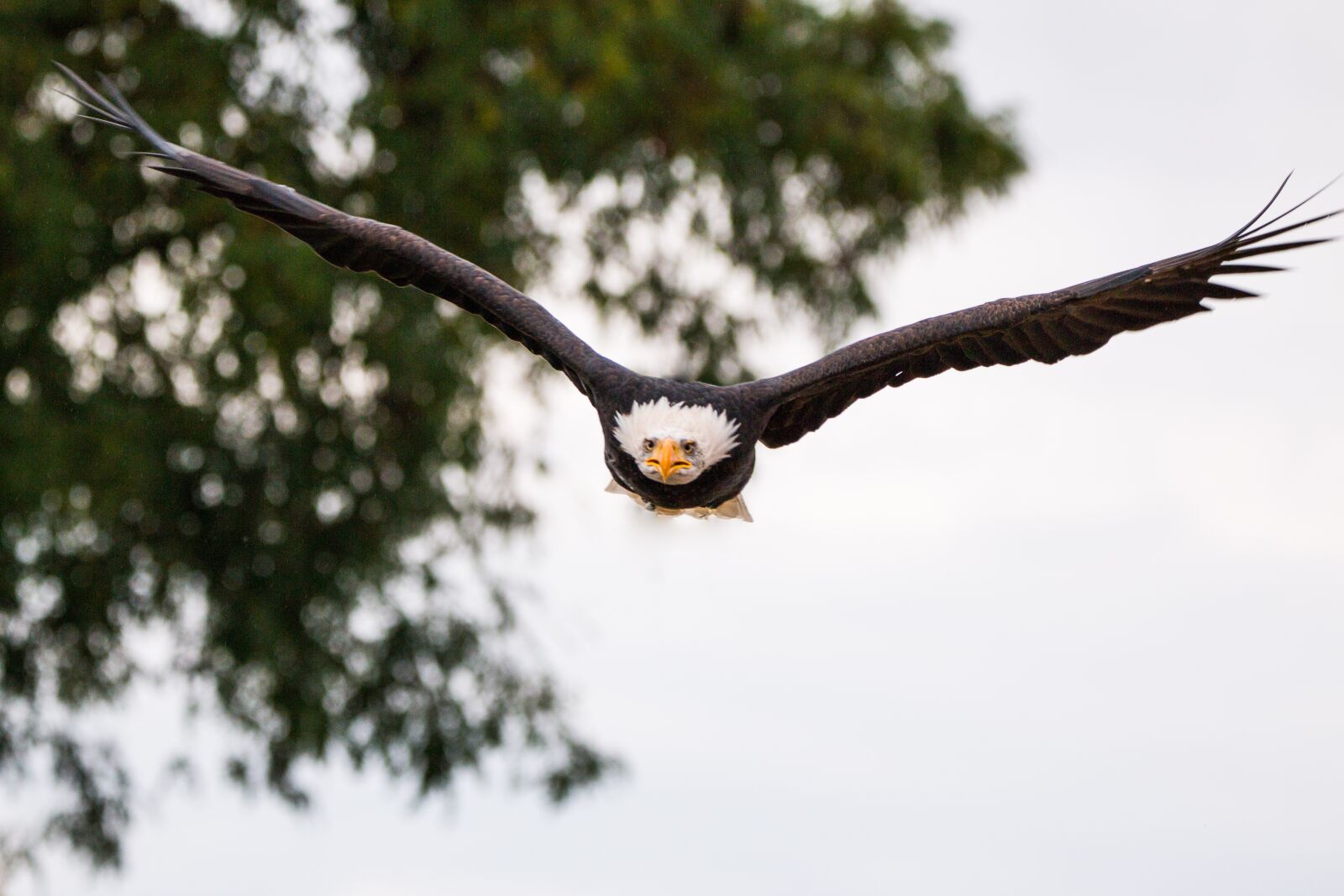150-600mm F5-6.3 DG OS HSM | Contemporary 015 sample photo. Bald eagle, flying, in photography
