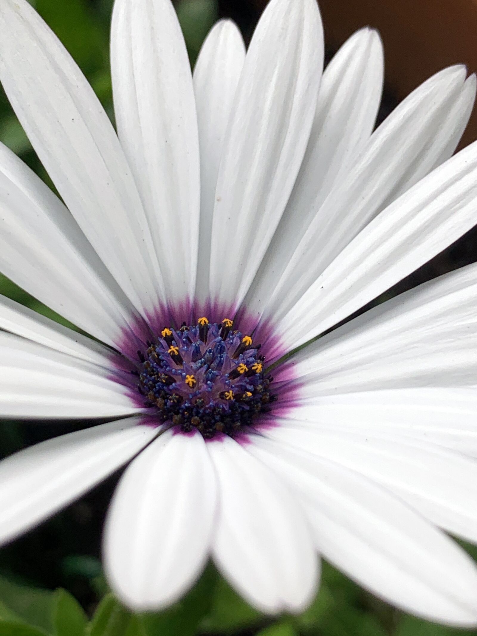 Apple iPhone XR sample photo. Flower, daisy, african photography