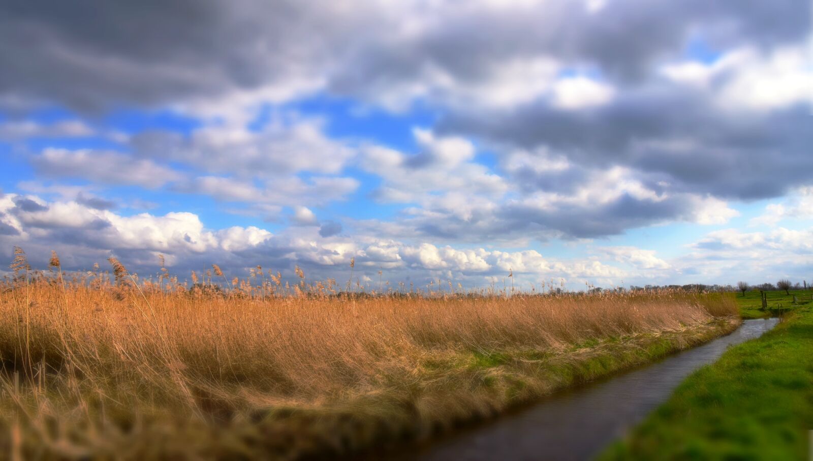 Nikon D750 sample photo. Dutch landscape, polder, reeds photography