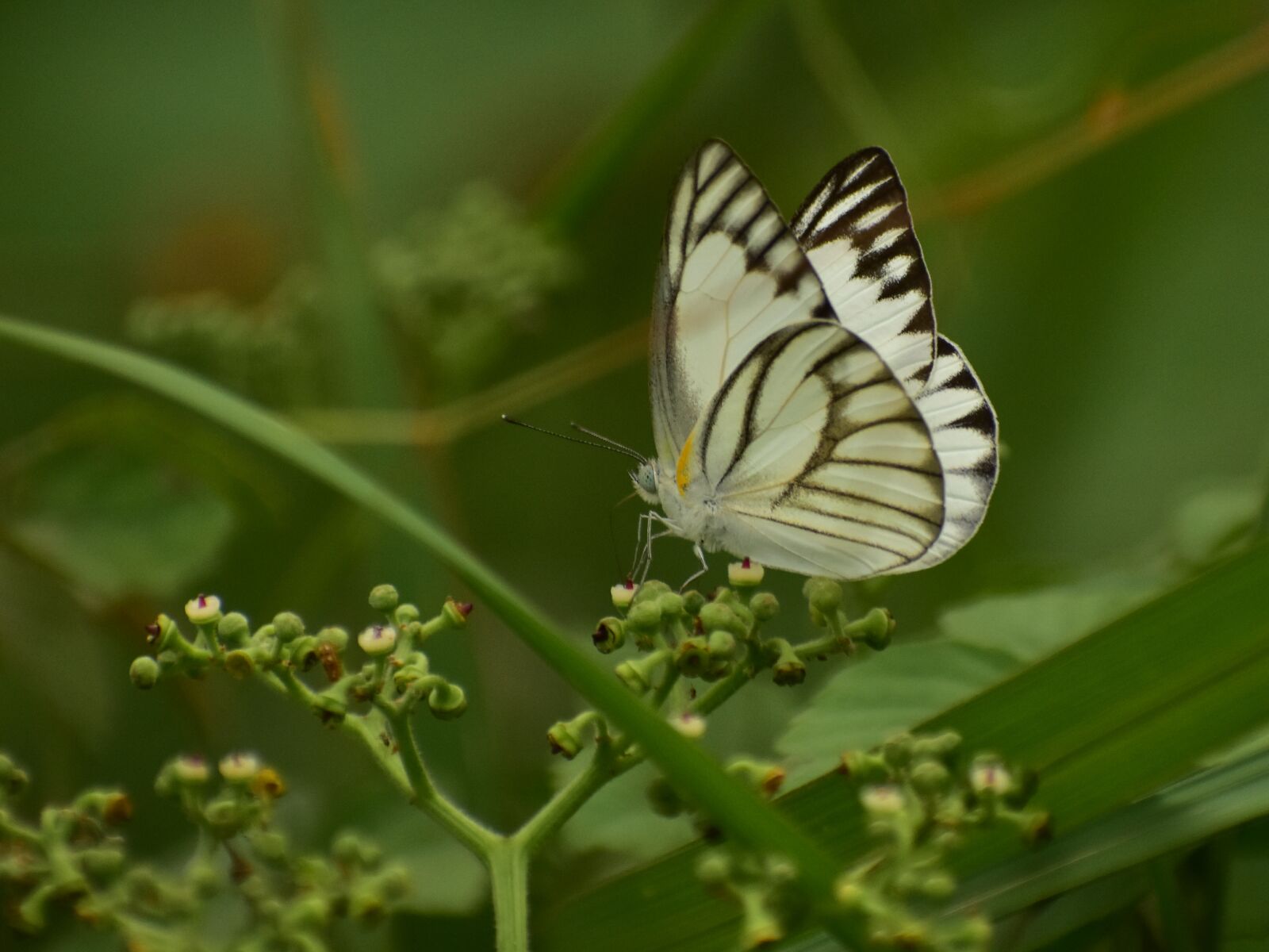 Nikon D3400 sample photo. Butterfly, insect, outdoors photography