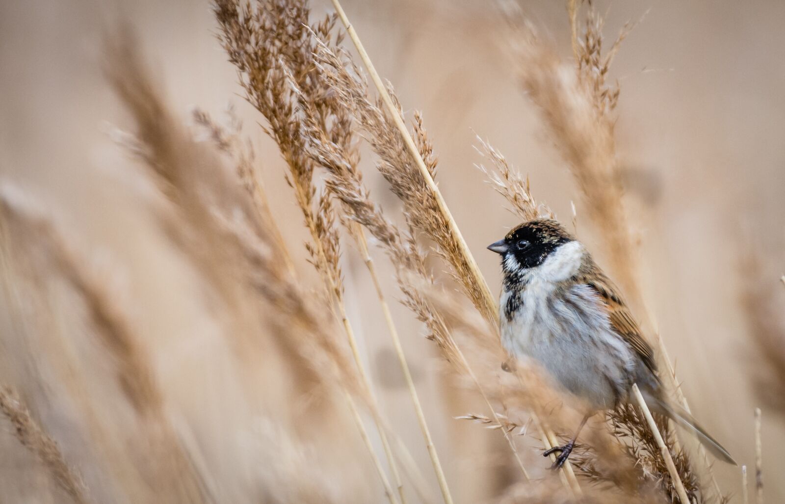 Nikon D7200 sample photo. Bird, bunting, fauna photography
