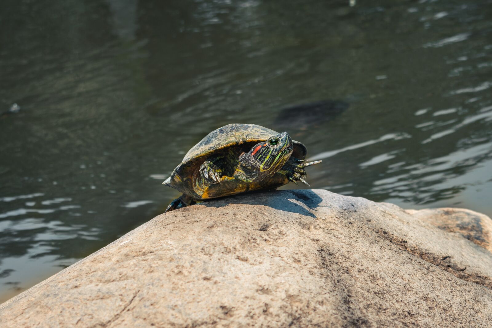 Nikon D3400 sample photo. Turtle, animal, reptil photography