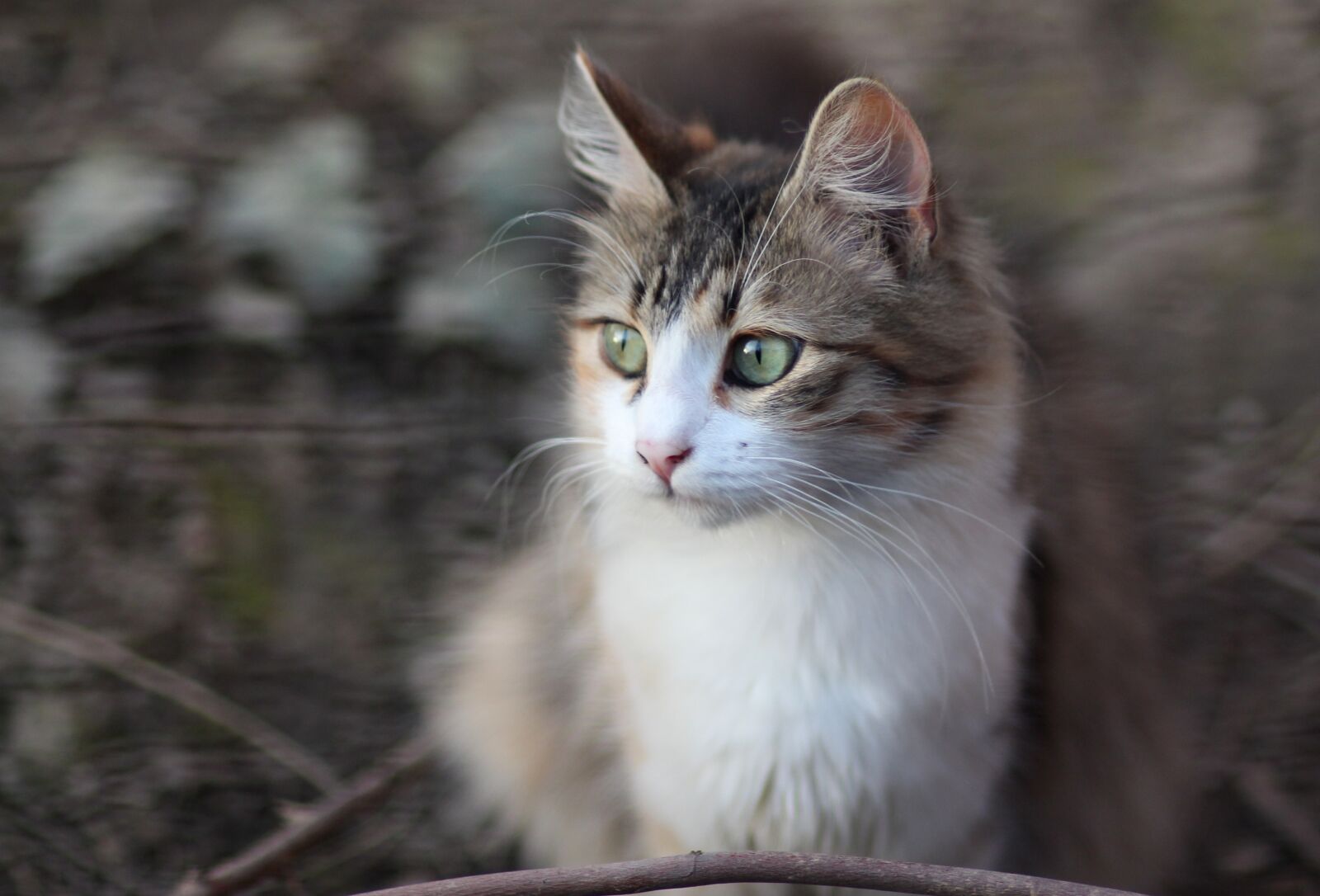Canon EOS 700D (EOS Rebel T5i / EOS Kiss X7i) + Canon EF 85mm F1.8 USM sample photo. Cat, coloring, pet photography