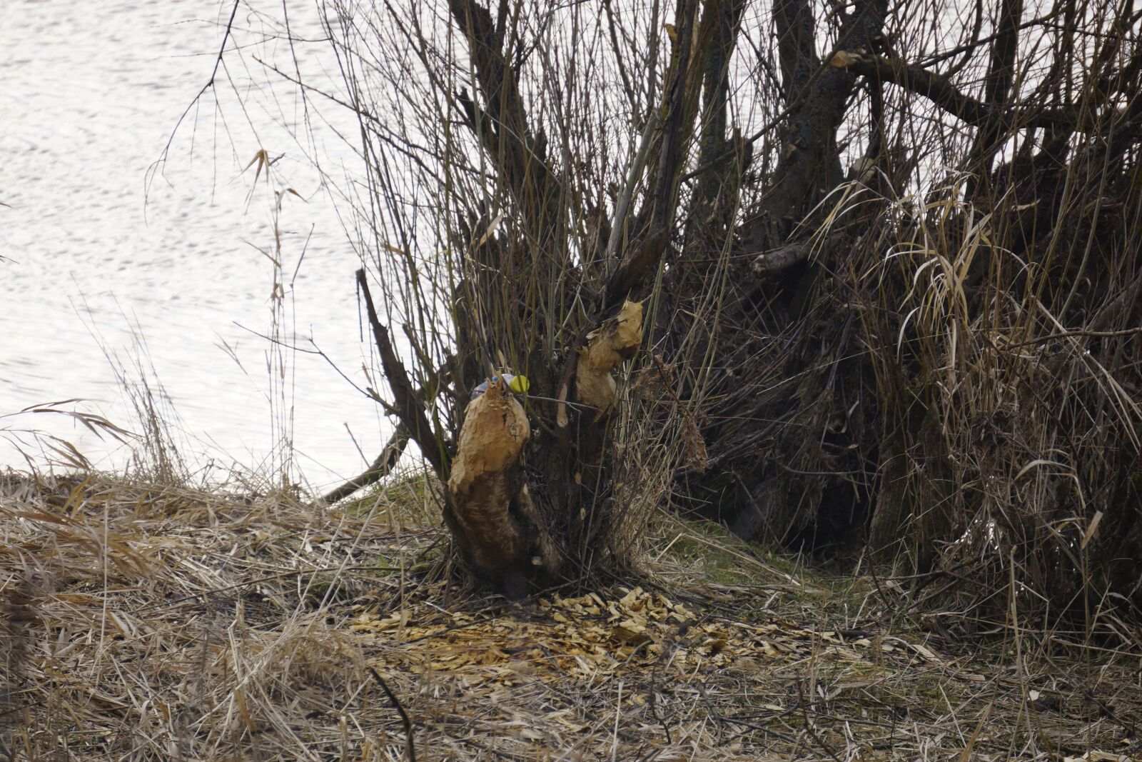 Sony Alpha NEX-7 sample photo. Beavers, nature, żeremia photography