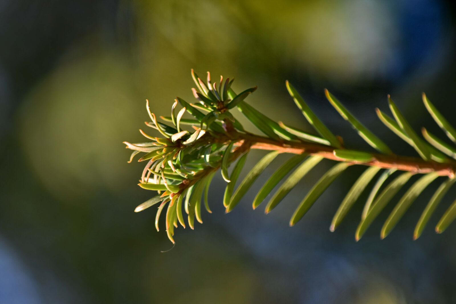 Nikon D5500 sample photo. Branches, conifers, details, green photography
