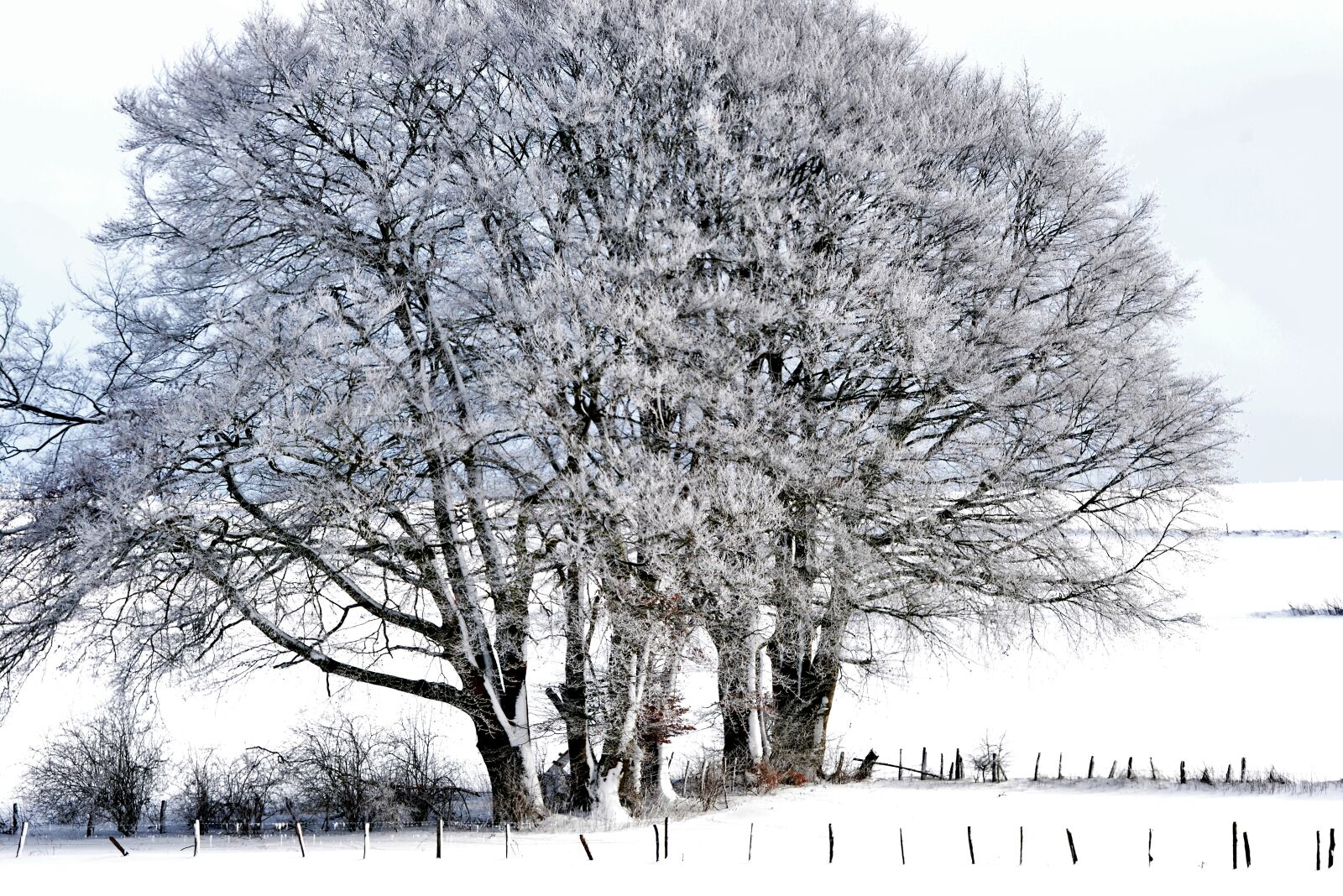 Nikon D600 sample photo. Tree, frozen, snow photography