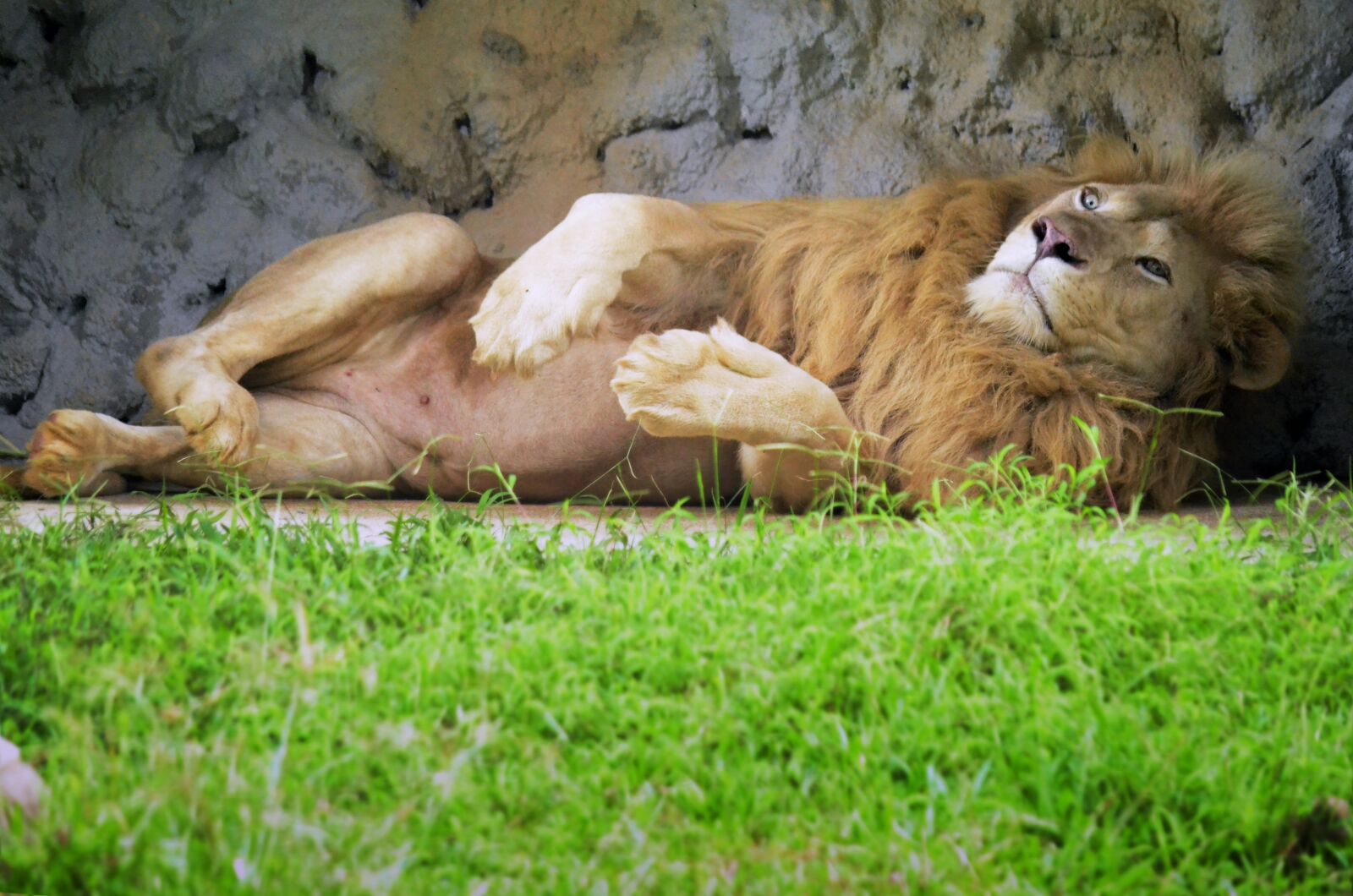 Nikon D7000 sample photo. Lion, animal, wild photography