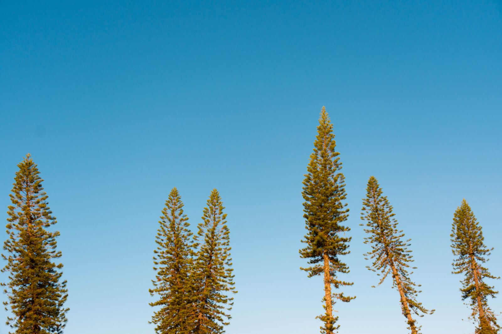 Nikon D7200 sample photo. Trees, sky, nature photography