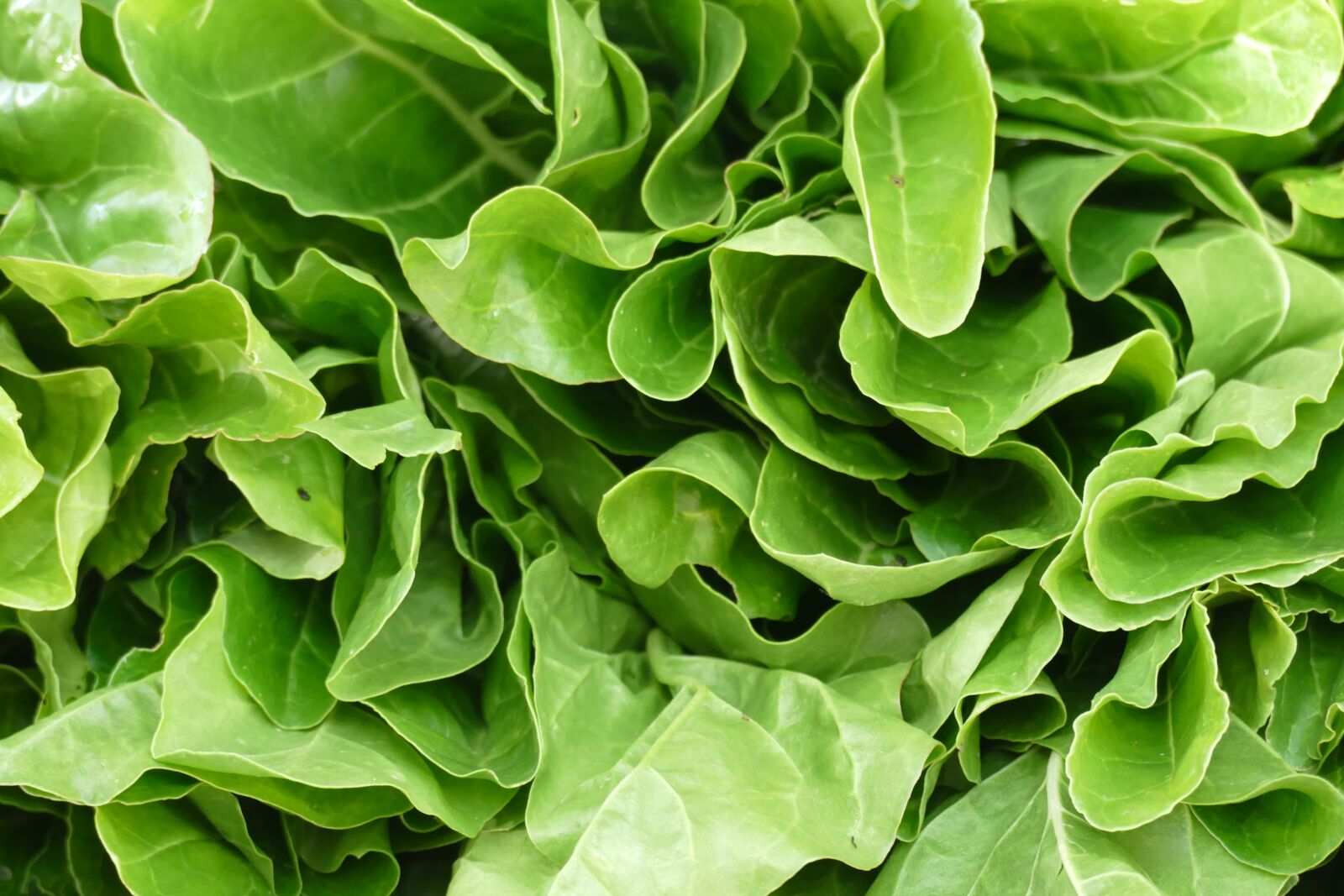 Panasonic Lumix DMC-FZ1000 sample photo. Salad, food, vitamins photography