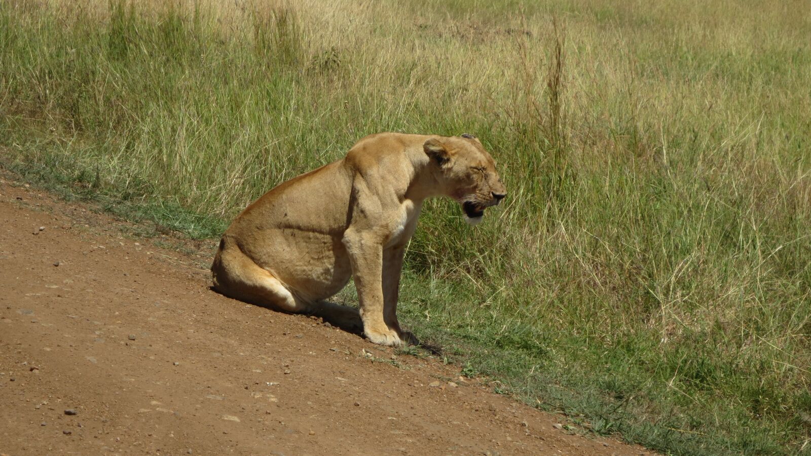 Canon PowerShot ELPH 110HS (PowerShot IXUS 125 HS) sample photo. Lioness, africa, masai mara photography