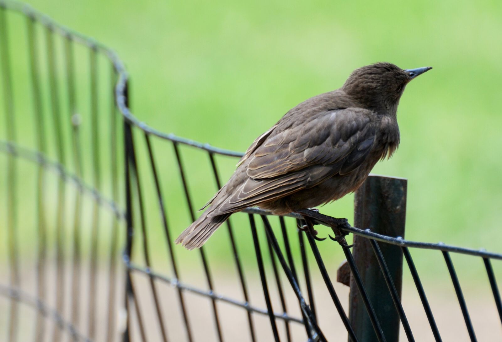 Nikon D5100 sample photo. Bird, ornithology, nature photography