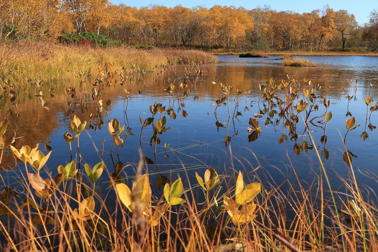 Canon PowerShot G7 X Mark II sample photo. Autumn, lake, forest photography