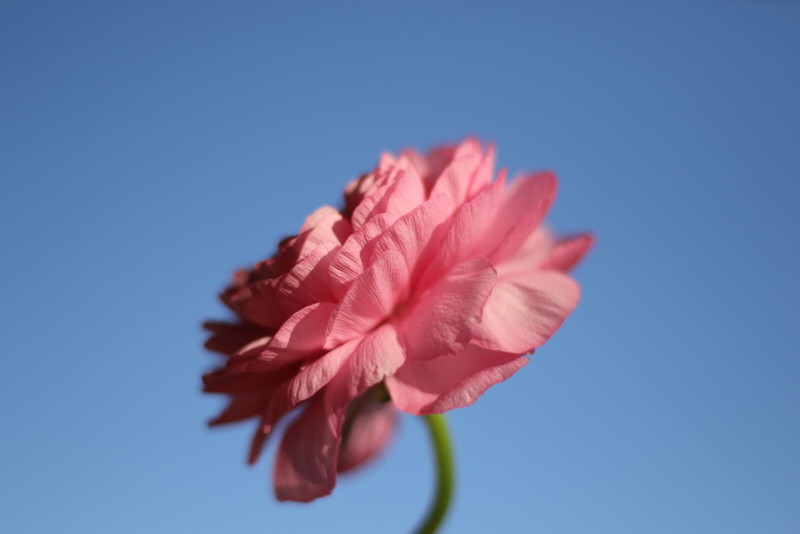 Canon EOS 7D Mark II sample photo. Flower, sky, pink photography