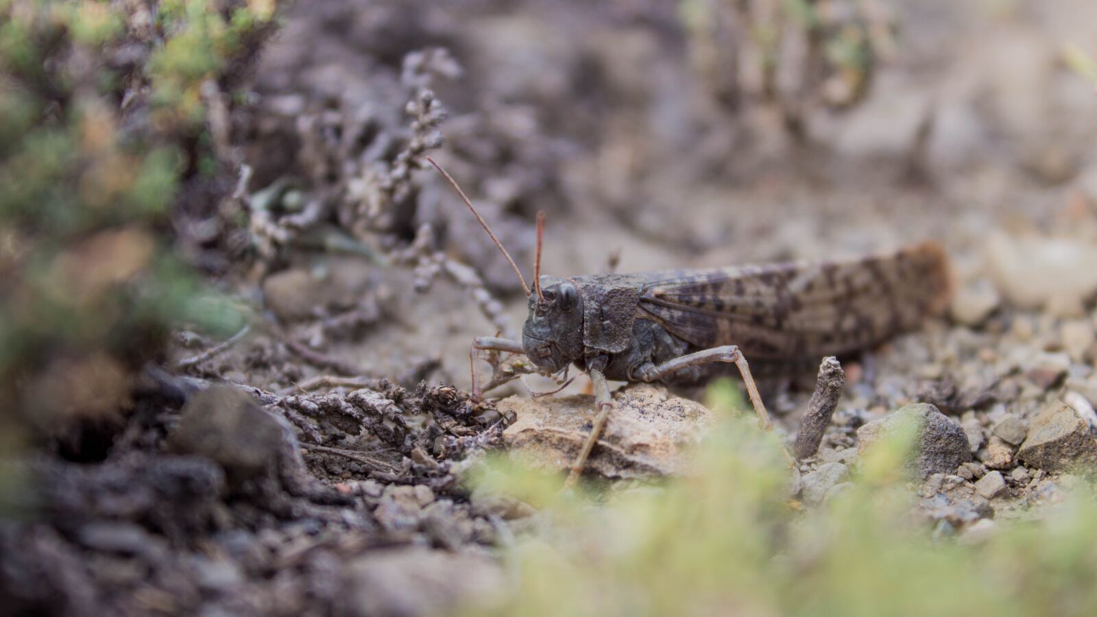 Canon EOS 650D (EOS Rebel T4i / EOS Kiss X6i) sample photo. Insects, locusts, nature photography
