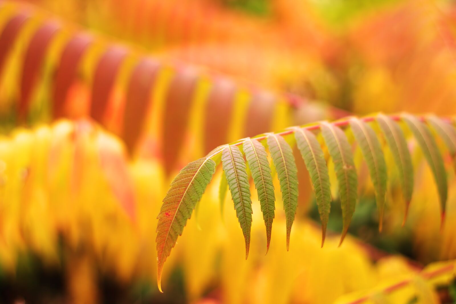 Canon EOS 500D (EOS Rebel T1i / EOS Kiss X3) sample photo. Leaves, autumn, bokeh photography