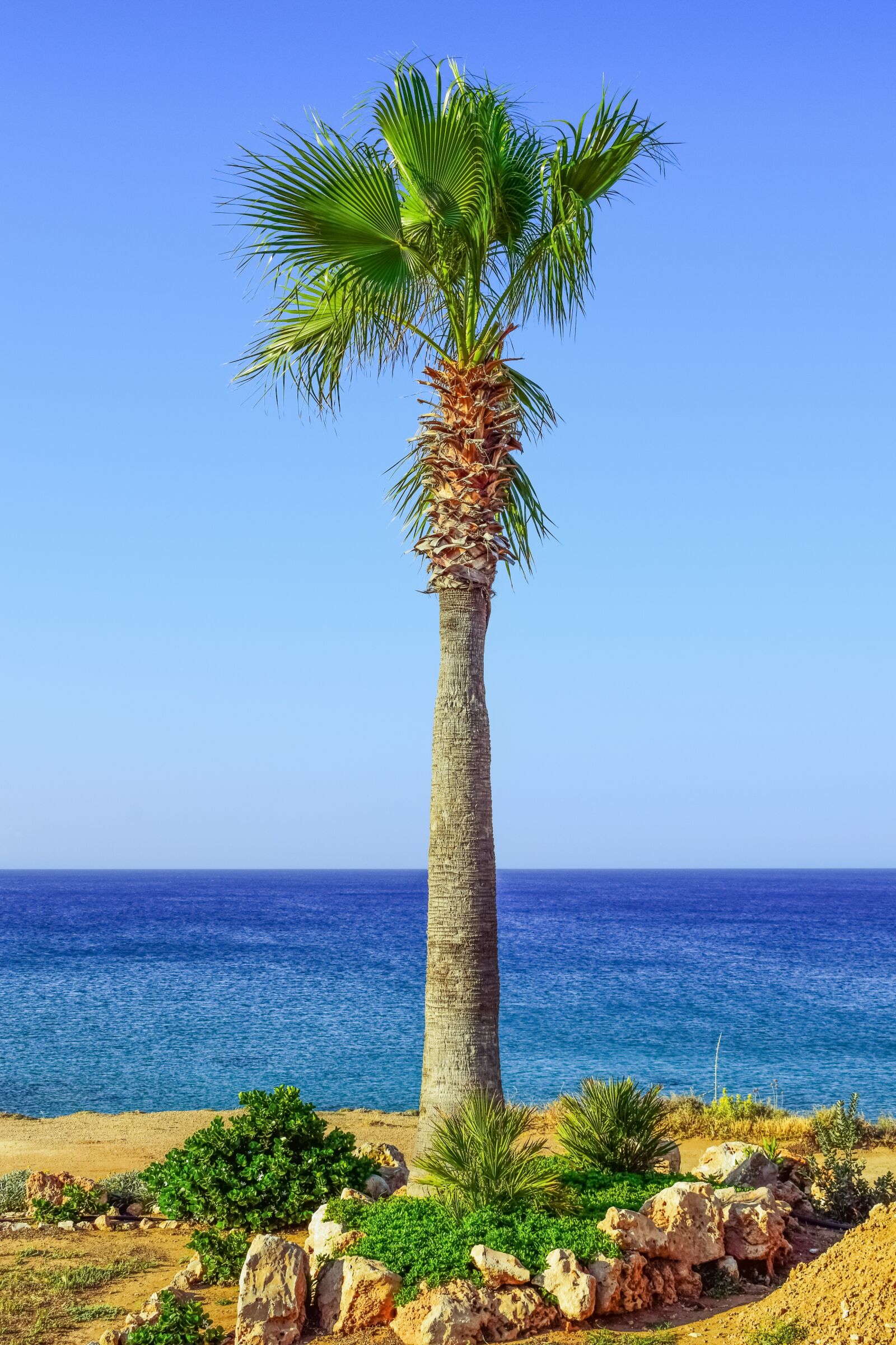 Nikon D3300 sample photo. Palm tree, sea, horizon photography