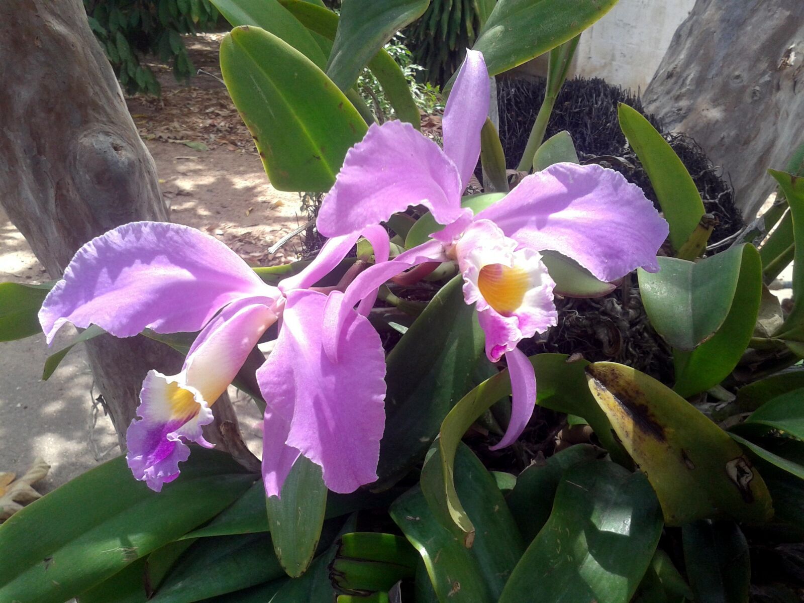 Samsung Galaxy Ace Duos sample photo. Orchid, flower, venezuela photography