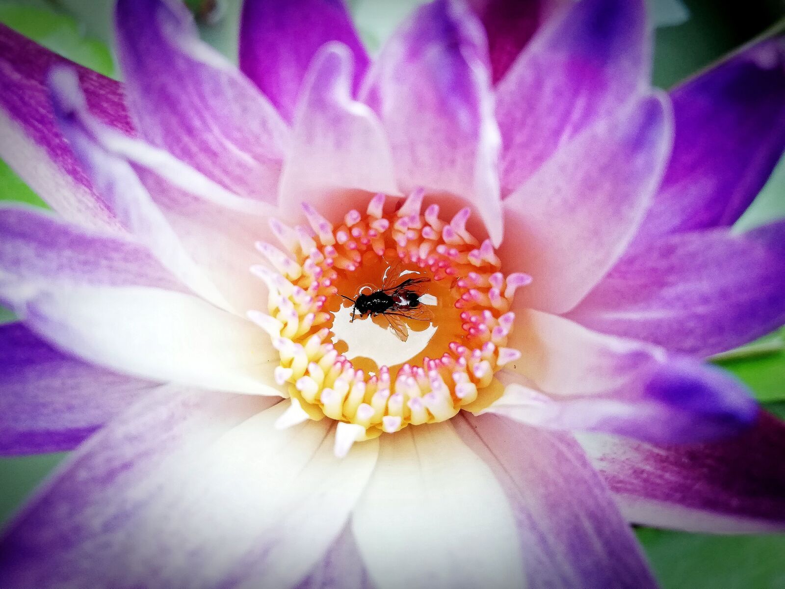HUAWEI P20 lite sample photo. Bee, flower, lotus photography
