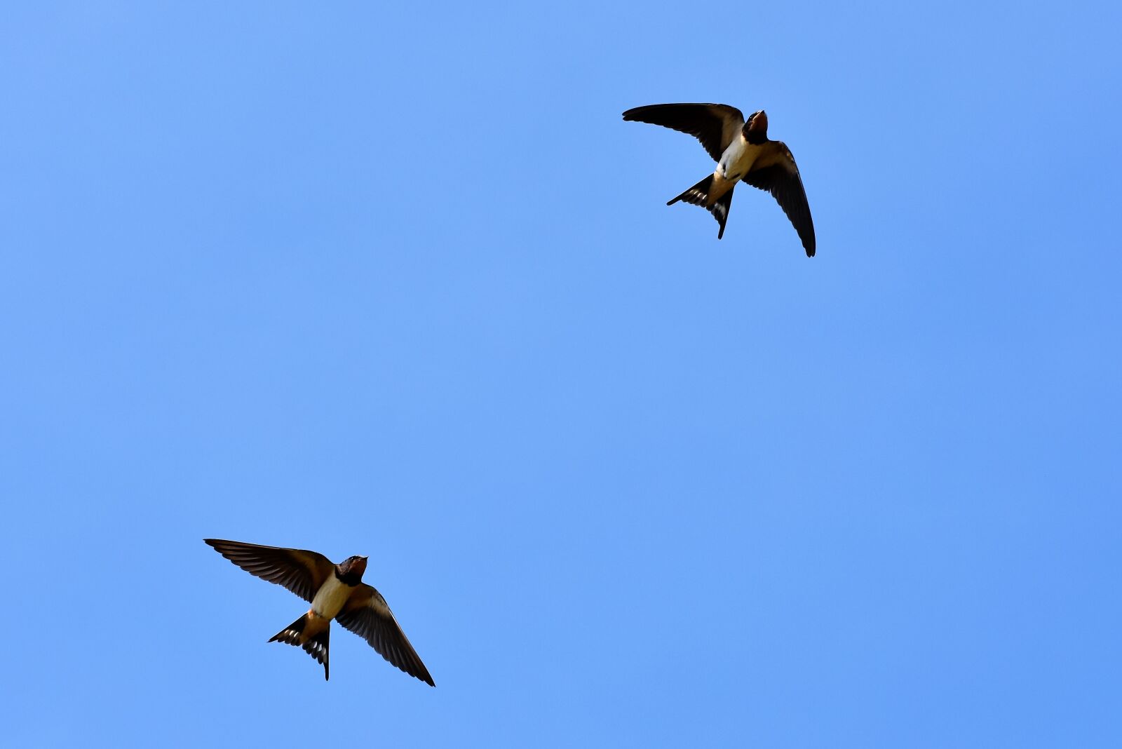 Nikon D7200 sample photo. Swallows, songbirds, barn swallow photography