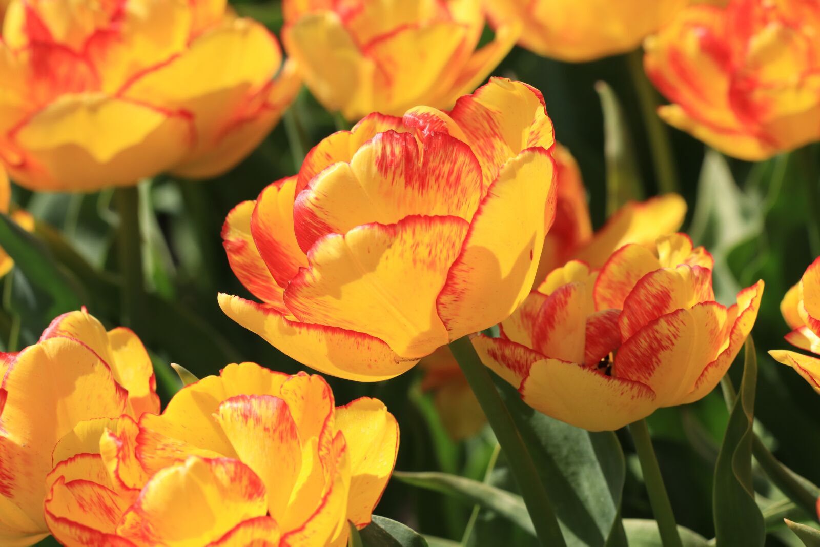 Canon EOS 80D sample photo. Tulip, orange, red photography