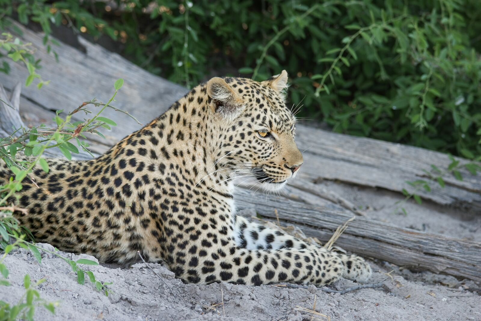 Canon EOS 40D sample photo. Leopard, africa, botswana photography